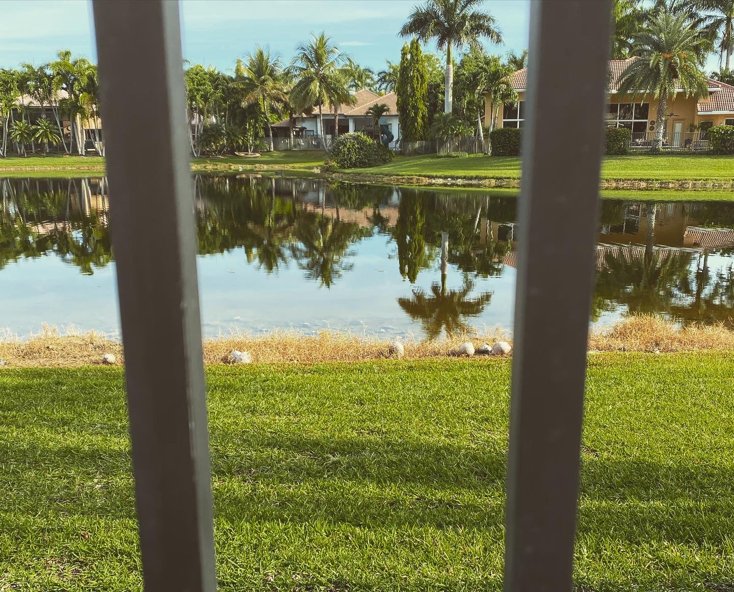 Freshly mowed grass seen through the metal rails of a backyard fence